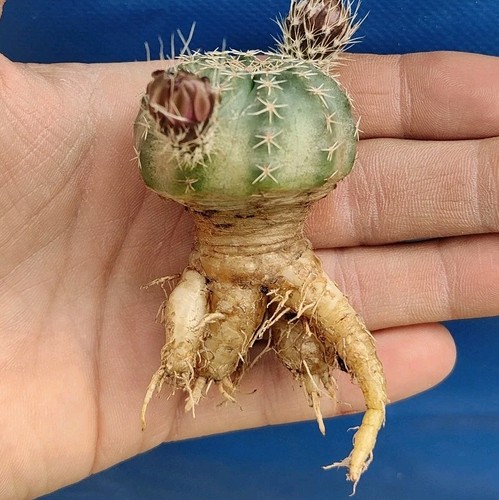 Echinocereus pulchellus subs