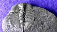 TRILOBITE CNEMIDOPYGE NUDA - LOW ORDOVICIANO - GALLES -