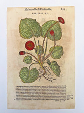MATTIOLI Xilografia 1500 Botanica Erbario Piante "TOSSILAGINE"