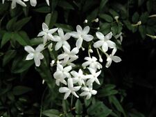 Pianta di Gelsomino Jasminum