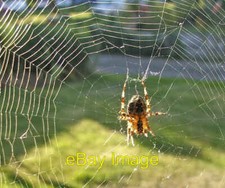 Photo 6x4 Cross Spider (Araneus diadematus) - European Garden Spider in W c2006