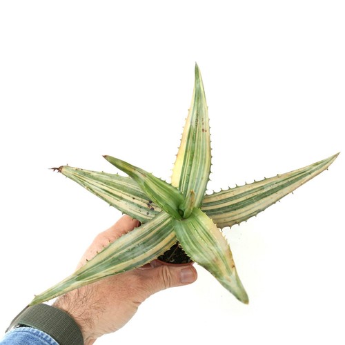 Aloe ferox var marlothii - aloe, var.