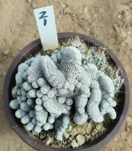 Turbinicarpus wysiwyg cristata - turbinicarpus,