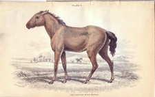 CAVALLO TARPAN ,  di  JARDINE