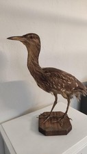 Tassidermia, airone nitticora nycticorax imbalsamato anni 80