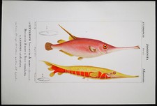 1831,PRETRE ORIGINALE ENGR. BELLISSIMO ANTICO ACQUERELLO TROMBA PESCE XKT