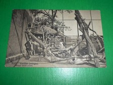 Cartolina Roma - Giardino Zoologico - Gruppo uccelli rapaci 1925 ca