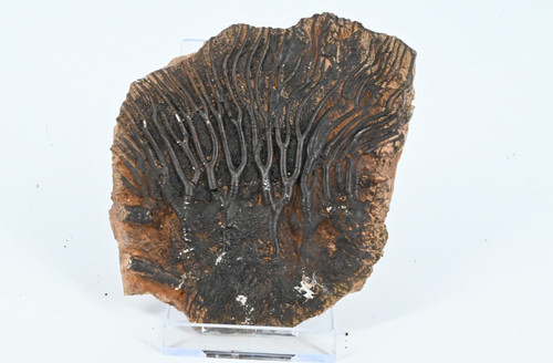 Crinoide fossile syphocrinite