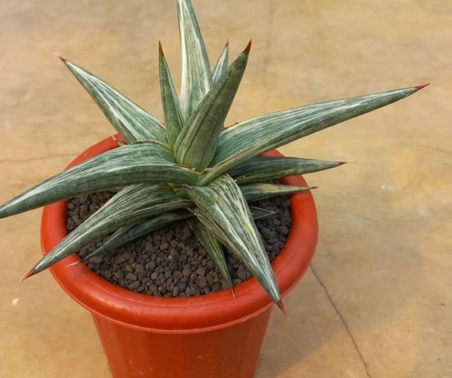 Sansevieria stella della notte - della,