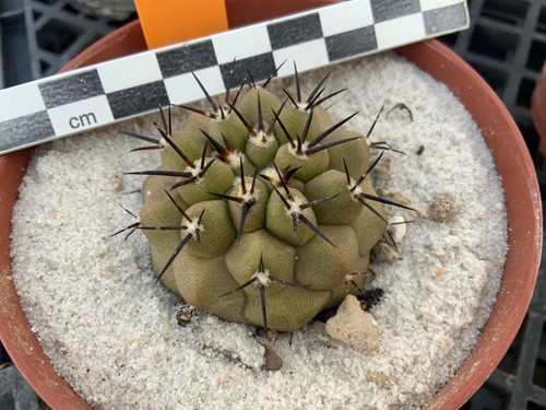 094 copiapoa cinerea - very, nice