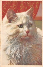Cartolina - Postcard - Illustrata - Gatto Persiano - bianco - 1936