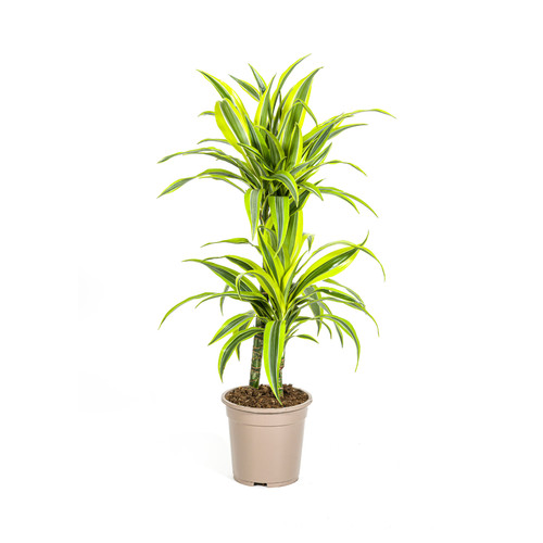 Dracaena deremensis lemon lime - deremensis,
