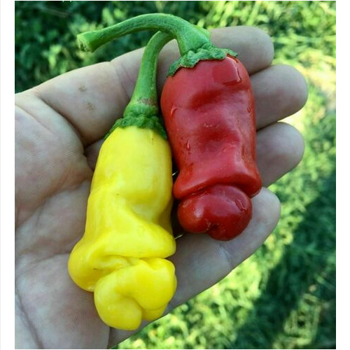 Peperoncino peter pepper - peperoncino,