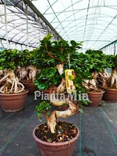 Bonsai Ficus "S" Shape -