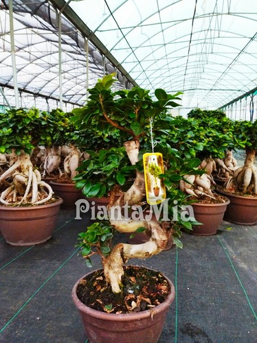Bonsai ficus shape - bonsai, "s"