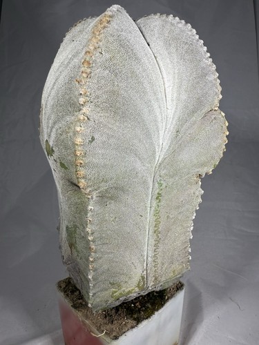 Astrophytum myriostigma