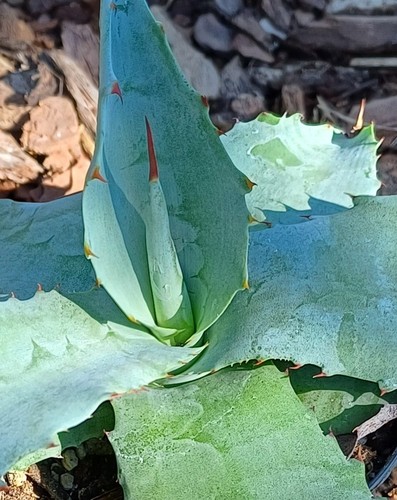 Agave potatorum var