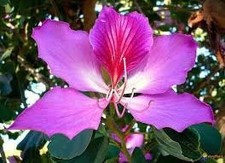 Geranium Orchid Tree Seeds ~