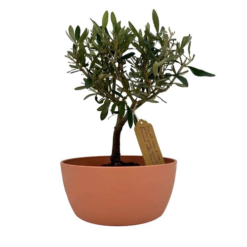 Bonsai olivo vaso colorato - bonsai,