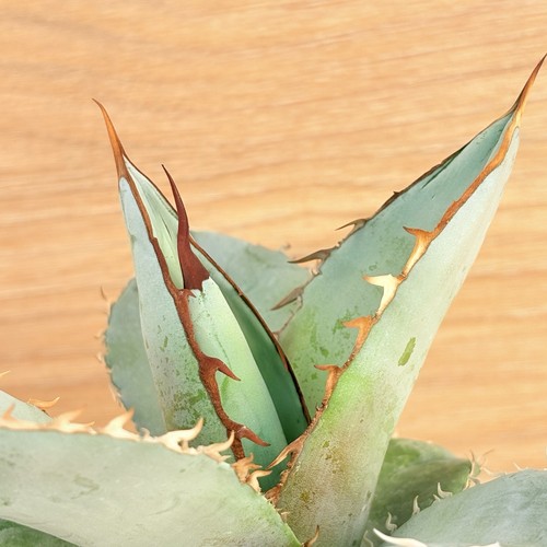 Agave titanota white ice - titanota,