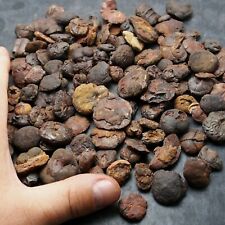 500 grams! Goniatite Hematite