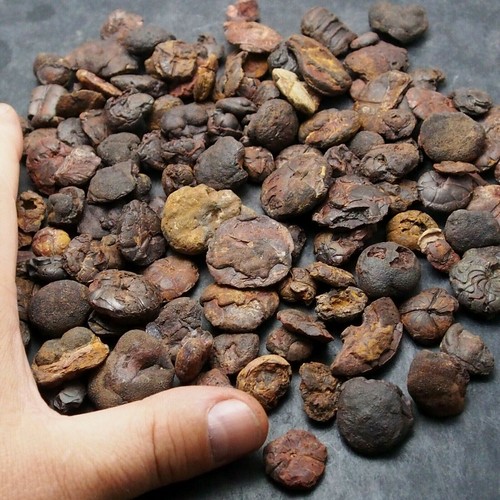 500 grammi goniatite - grammi!, ematite
