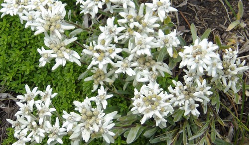 Edelweiss flor alpina preciosa - flor,