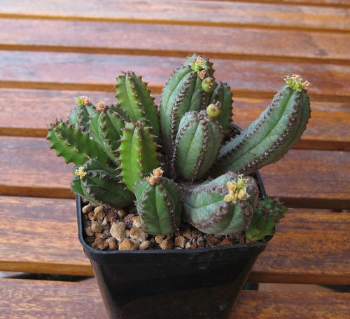 Euphorbia jansenvillensis - ,