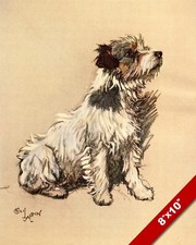 JACK RUSSEL TERRIER ANIMALE