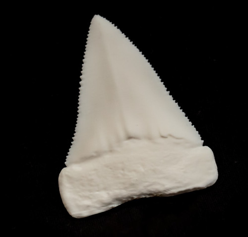 Great white shark - great,