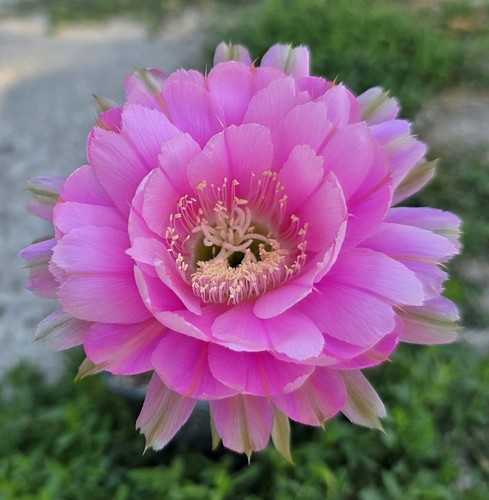 Woow echinopsis con - echinopsis,