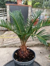 Pianta Cykas Revoluta Cicas cikas