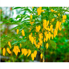 Peperoncino LEMON DROP, 25