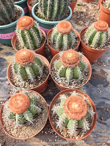Rarocactus melocactus - rarocactus,
