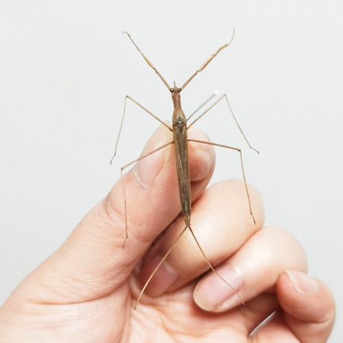 Vero water strider - vero,