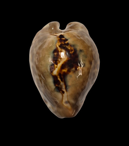 Conchiglia shell cypraea - shell,