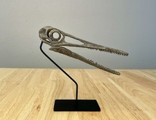 Teschio Pterodactylus kochi -