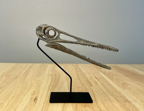 Teschio pterodactylus kochi - teschio,