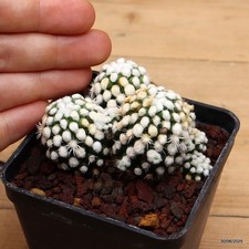 Mammillaria gracilis cv. oruga