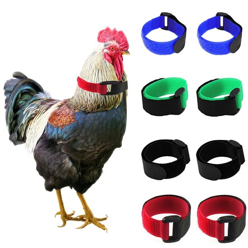 Confezione collari gallo - 8,