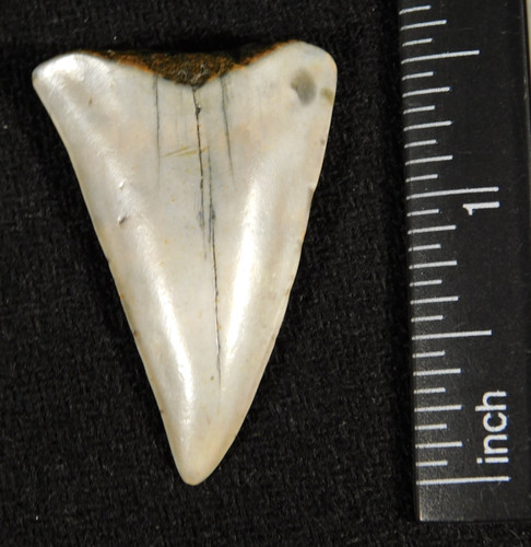 Dente squalo bianco - di,