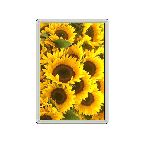 Sunflower flowers lovely - flowers,