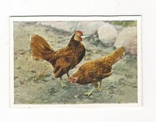 4/728 QUADRO DA COLLEZIONE POLLO POLLO MARRONE POLLAME UOVA - GULD SEBRIGHT BANTAMS
