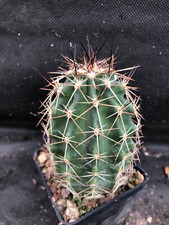 ECHINOCEREUS TRIGLOCHIDIATUS V. GUERNEYI CACTUS PIANTE GRASSE  4003