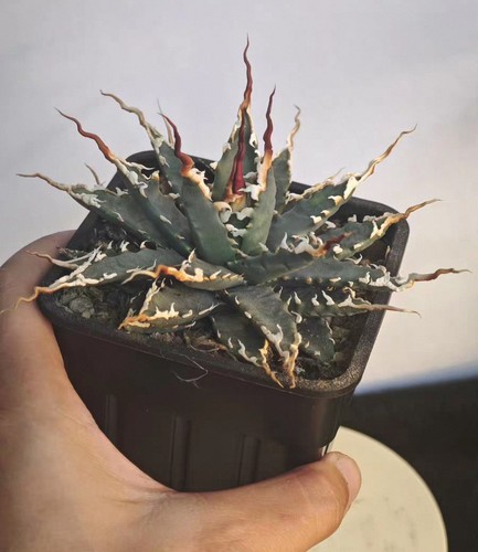 Vaso raro agave utahensis - vaso,