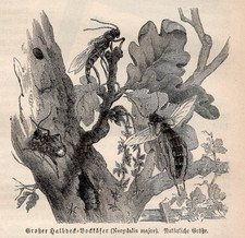 Grande falso scarabeo corno