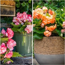 Bulbi di begonia - Picotee - 5