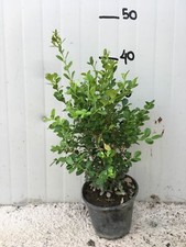 50 piante di piante di buxus