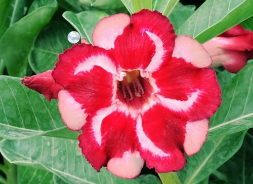 Adenium obesum fuoco - obesum, e