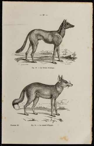 1867 cane levriero africana - 1867,